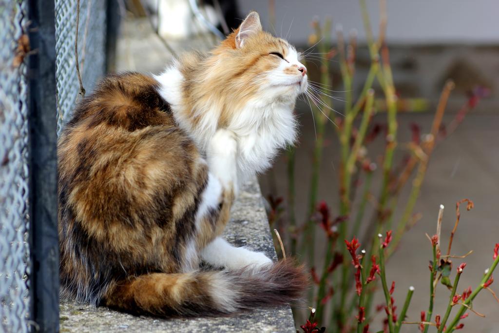 La Maison Des Chats Saint-Mary-le-Plain Eksteriør bilde