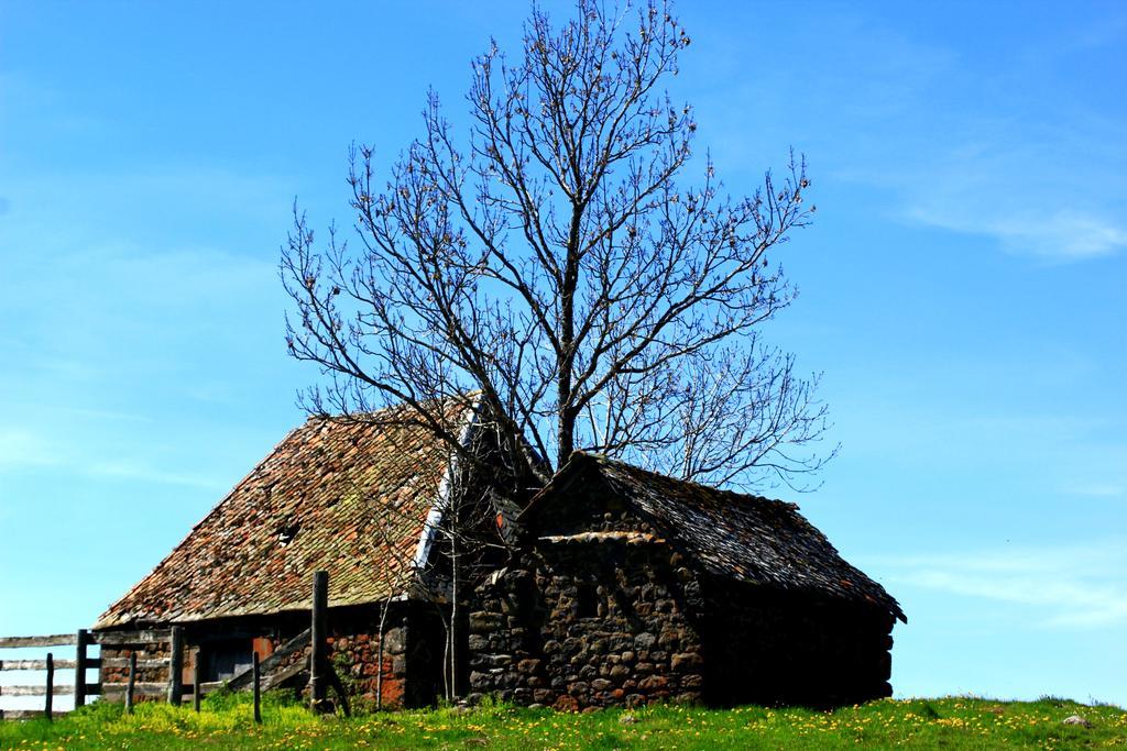 La Maison Des Chats Saint-Mary-le-Plain Eksteriør bilde