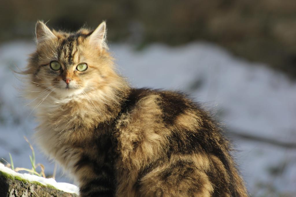 La Maison Des Chats Saint-Mary-le-Plain Eksteriør bilde
